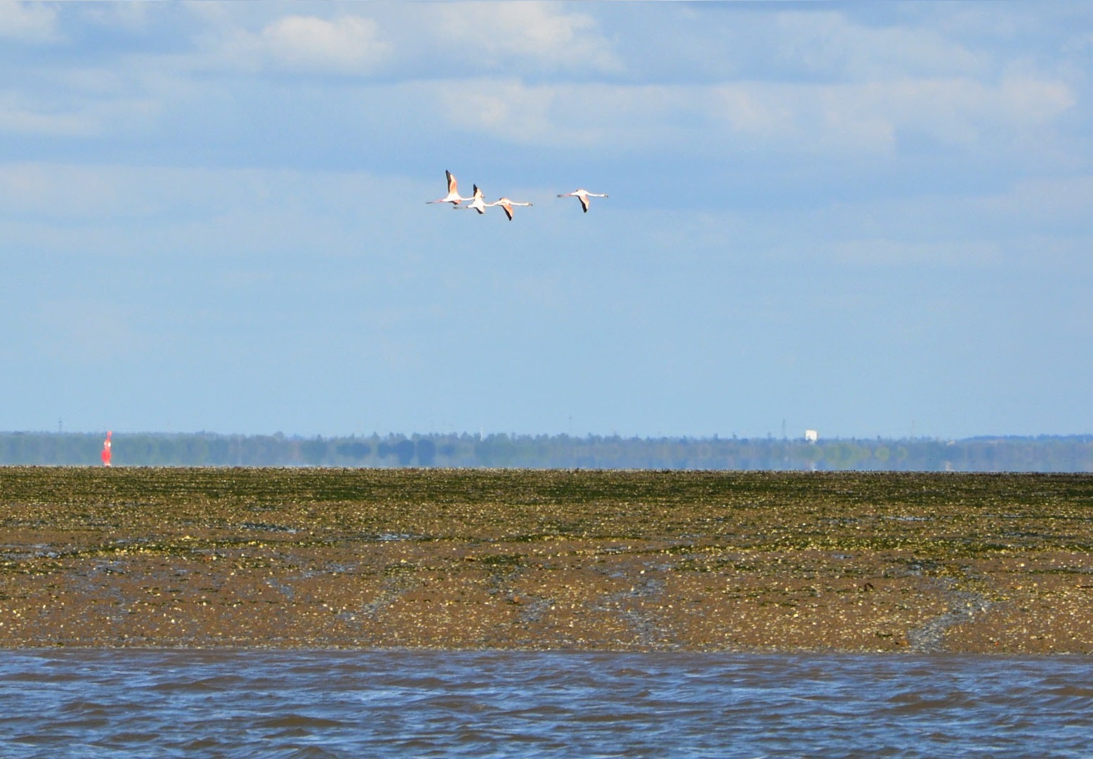 Flamingos a voar no Estuário do Tejo