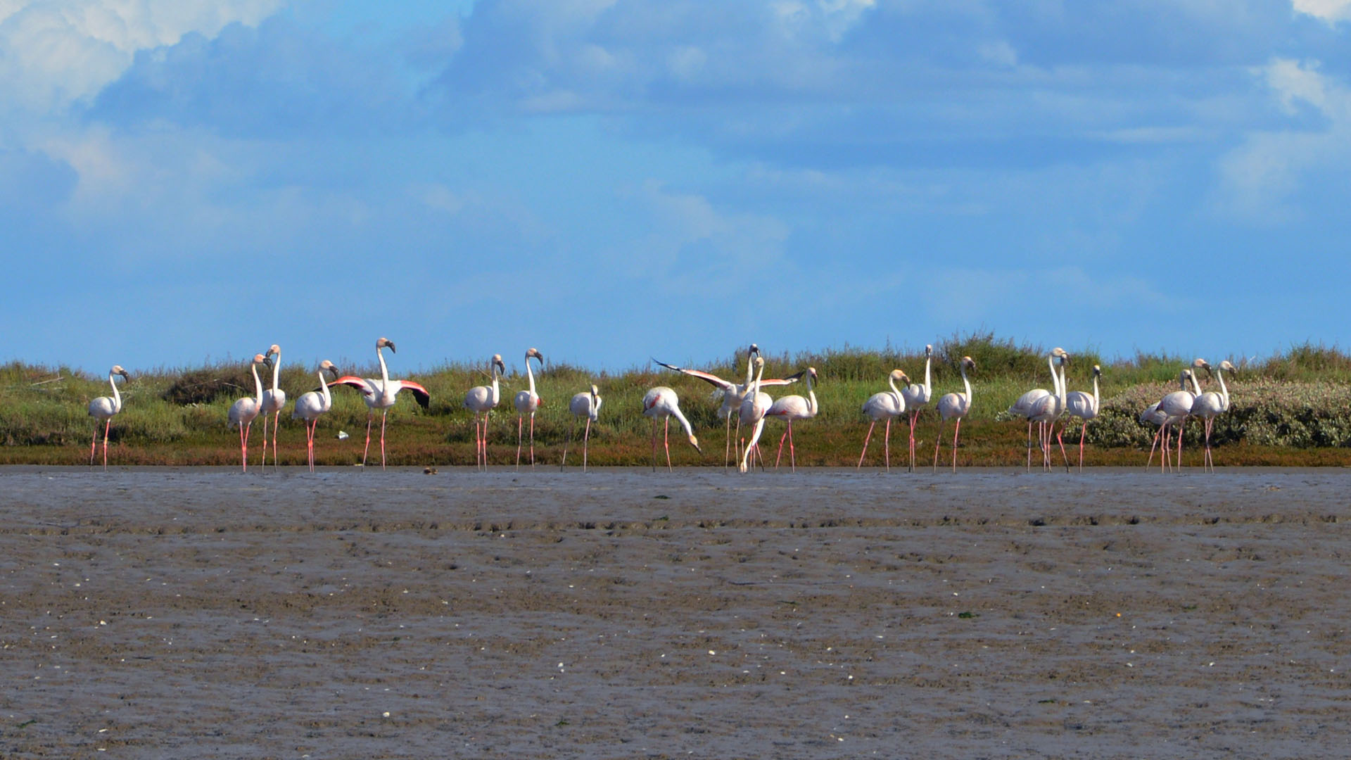 Mouchão da Póvoa Island