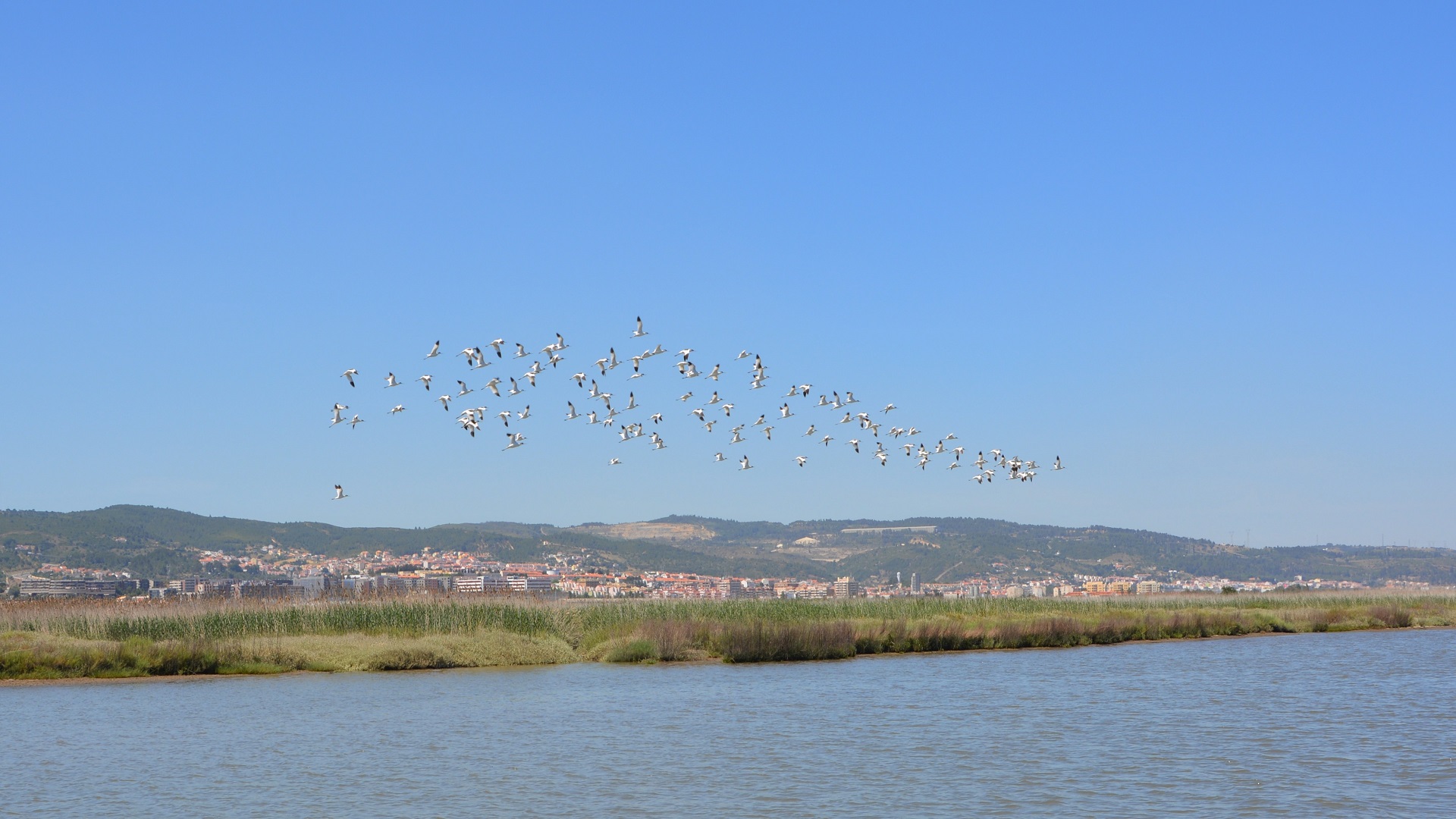 Tagus Estuary Natural Reserve